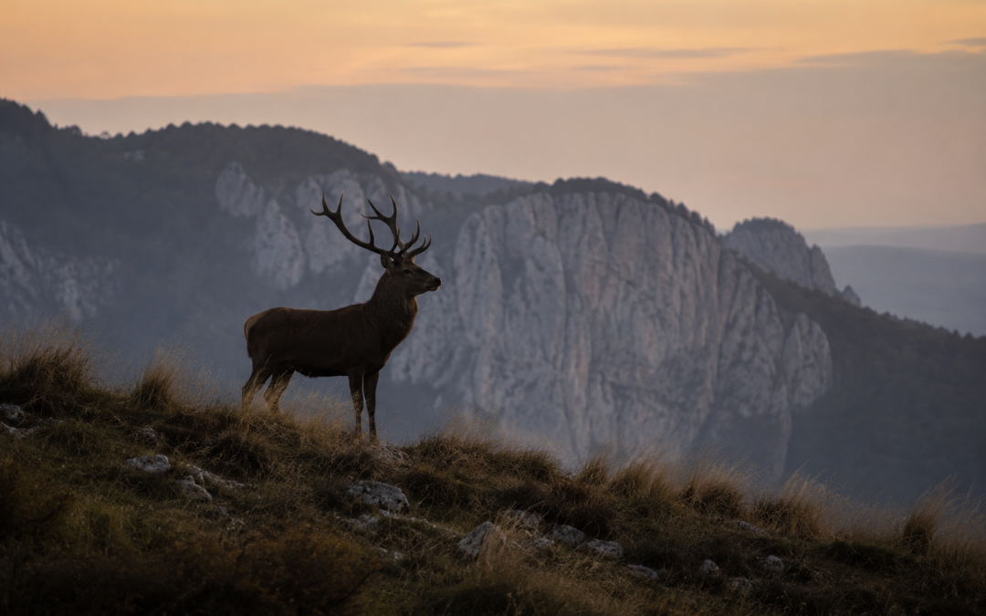 A deer stag on a ridge at dusk, illustrating a false alarm while sleeping in a new place